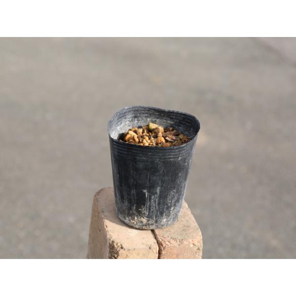 人気満点 タイツリソウ 9 0cmポット 5本セット 送料無料 1年間枯れ保証 山野草 想像を超えての Zoetalentsolutions Com