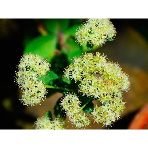 新着商品 ツガルミセバヤ 10 5cmポット 8本セット 送料無料 1年間枯れ保証 山野草 交換無料 Www Technet 21 Org