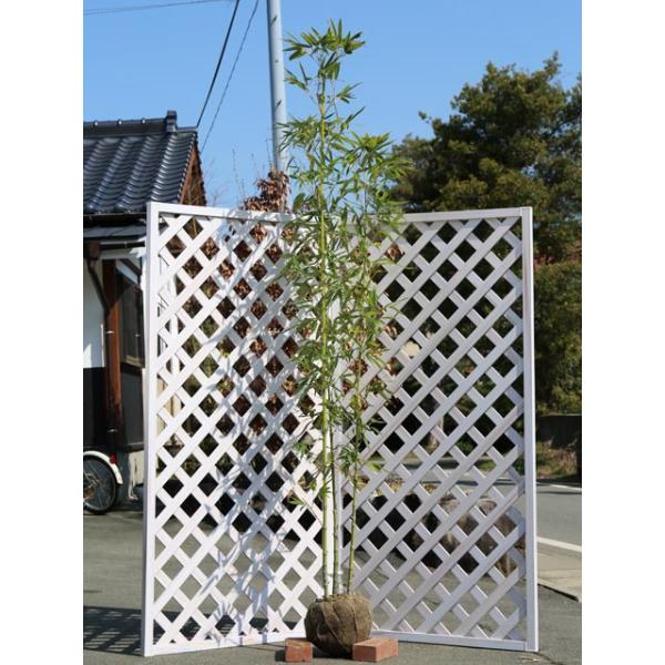 タケ ホテイチク 1.7m 露地 苗木