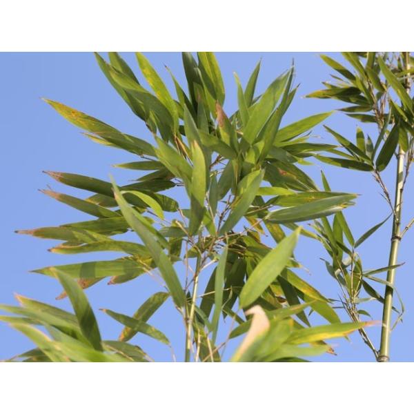 タケ ホテイチク 1.7m露地 1本 1年間枯れ保証 竹類
