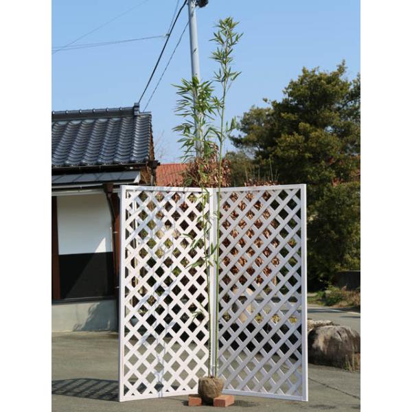 植木 盆栽 竹の人気商品 通販 価格比較 価格 Com