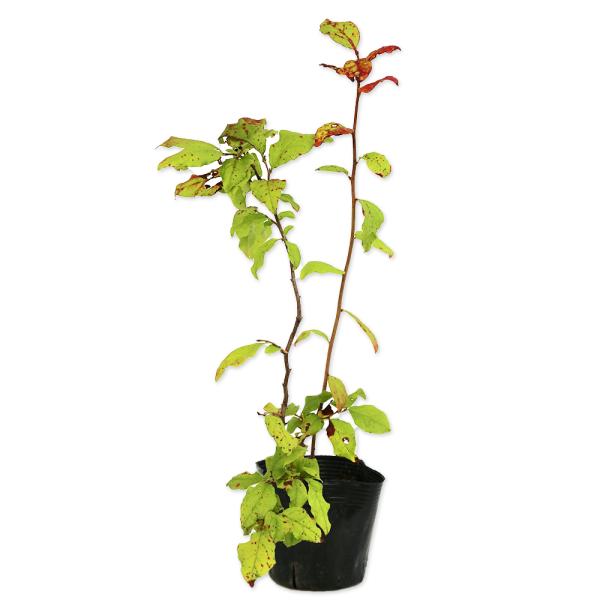 【ナツハゼ】（夏櫨） 読み：なつはぜ 学名:Vaccinium oldhamii ツツジ科スノキ属 落葉低木 別名：ハチマキイチゴ、ハチマキブドウ  【名前の由来】 夏にハゼのように色づくことから。  【商品情報】 ナツハゼは3ｍ程度になる...