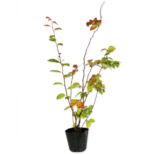 【ナツハゼ】（夏櫨） 読み：なつはぜ 学名:Vaccinium oldhamii ツツジ科スノキ属 落葉低木 別名：ハチマキイチゴ、ハチマキブドウ  【名前の由来】 夏にハゼのように色づくことから。  【商品情報】 ナツハゼは3ｍ程度になる...