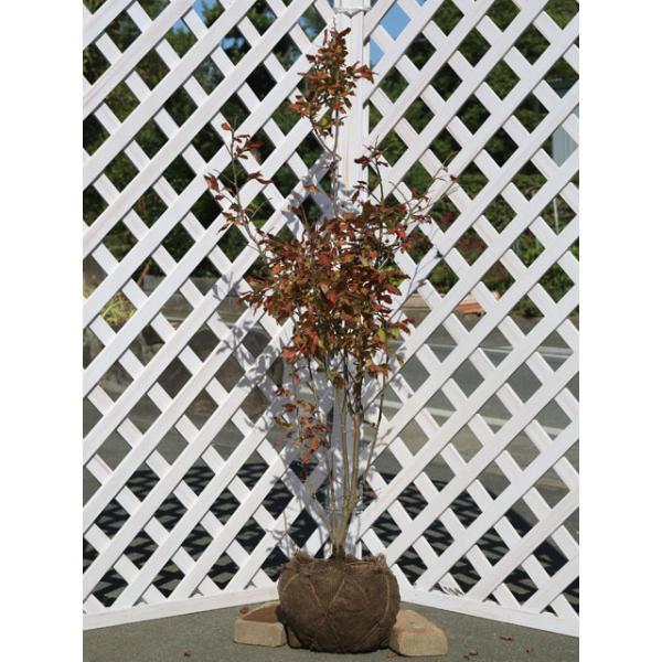 ナツハゼ 1 2m露地 2本セット 送料無料 翌日出荷 1年間枯れ保証 紅葉が美しい木 トオヤマグリーン 通販 Yahoo ショッピング