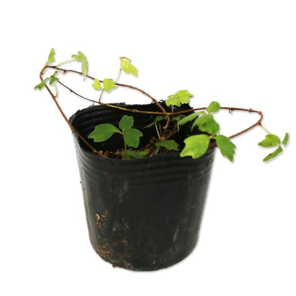 【ナツヅタ】（ツタ・オニヅタ） 読み：なつづた 学名：Parthenocissus tricuspidata ブドウ科ツタ属 落葉つる性高木  【商品情報】 ナツヅタはつる性の落葉品種です。吸着によって成長します。非常に登はん性が強く無加工...