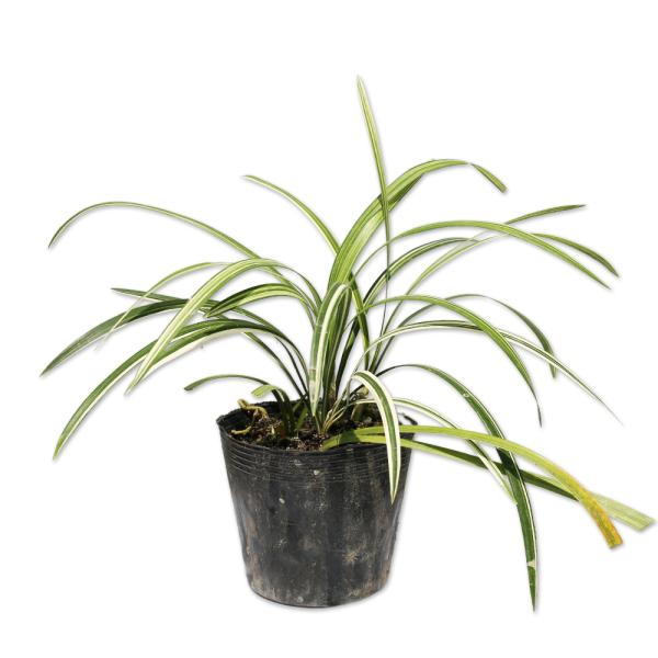 【斑入りノシラン】（斑入り熨斗蘭） 読み：ふいりのしらん 学名：Ophiopogon jaburan variegata キジカクシ科ジャノヒゲ属 常緑多年草 別名：  【商品説明】 ノシランは常緑多年草です。大きくなる細長い光沢がある葉と...