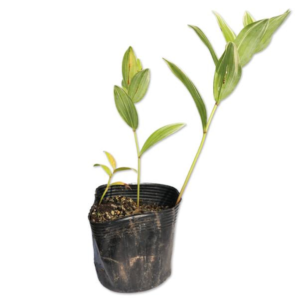 苗 ナルコユリの人気商品 通販 価格比較 価格 Com