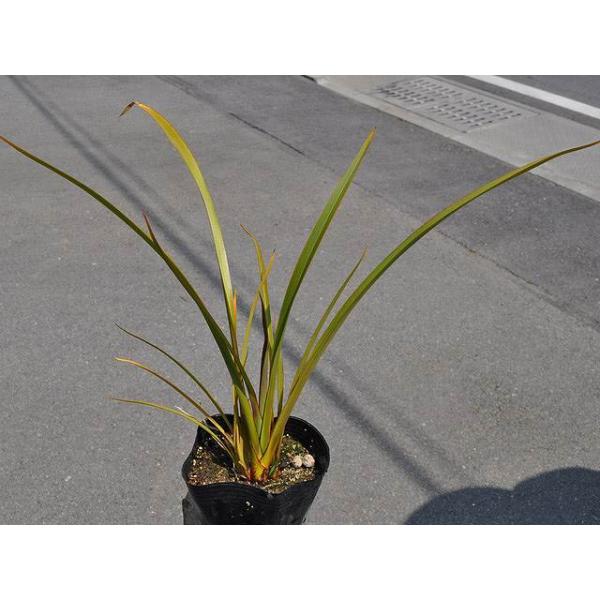 流行に ニューサイラン グリーン 12cmポット 3本セット 送料無料 1年間枯れ保証 下草 楽天カード分割 Www Technet 21 Org