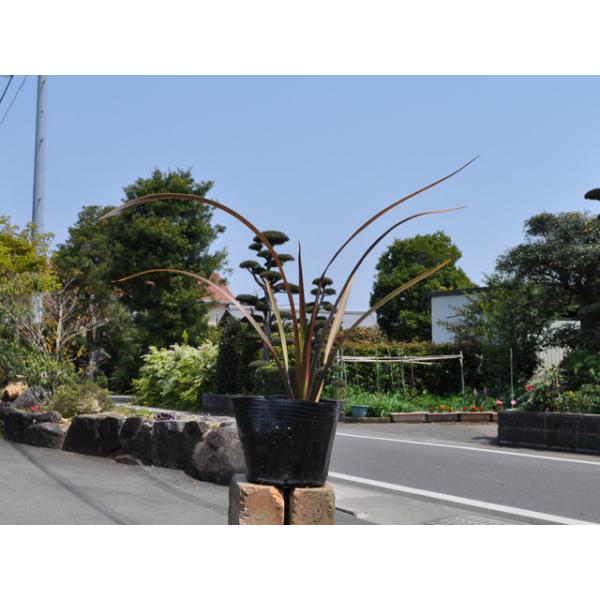 魅力的な ニューサイラン ピンクパンサー 12cmポット 3本セット 送料無料 1年間枯れ保証 下草 高い品質 Www Technet 21 Org