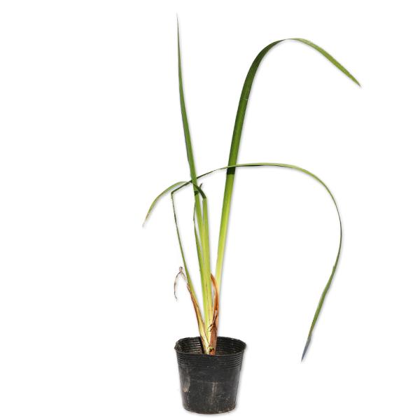 【ノハナショウブ】（野花菖蒲） 読み：のはなしょうぶ 学名：Iris ensata var. spontanea アヤメ科アヤメ属 多年草  【商品説明】 ハナショウブは梅雨時期に咲く人気がある品種です。花色の変化が多く池や流れ沿いの水辺で...