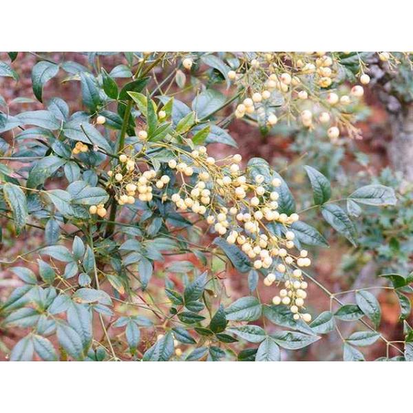 ナンテン白実 1 5m露地 2本セット 送料無料 1年間枯れ保証 縁起木 Www Mohmmadiyon Com