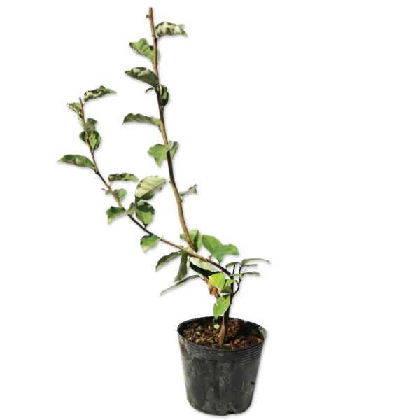 【ナツグミ】(夏茱萸) 学名：Elaeagnus multiflora グミ科グミ属 落葉小高木 別名：ヤマグミ、サツキグミ  【名前の由来】 夏に果実が熟すため  【商品情報】ナツグミは4mになる落葉小高木です。北海道から九州まで広く分布...