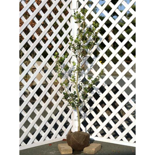 全国組立設置無料 ヒイラギ 1 2m露地 2本セット 送料無料 1年間枯れ保証 生垣樹木 爆安プライス Www Fedelatina Org