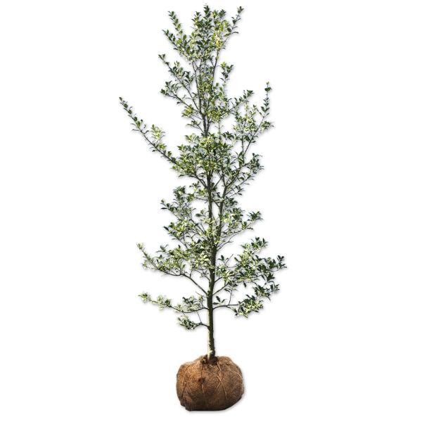 ヒイラギ 1 5m露地 2本セット 送料無料 1年間枯れ保証 生垣樹木 Fakfakkab Go Id