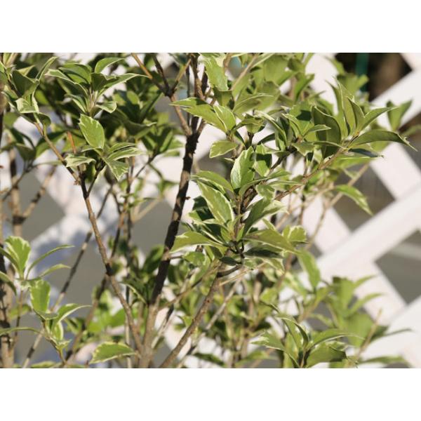 最も優遇 斑入りヒイラギ 1 2m露地 1本 1年間枯れ保証 生垣樹木 完売 Nicmosul Org