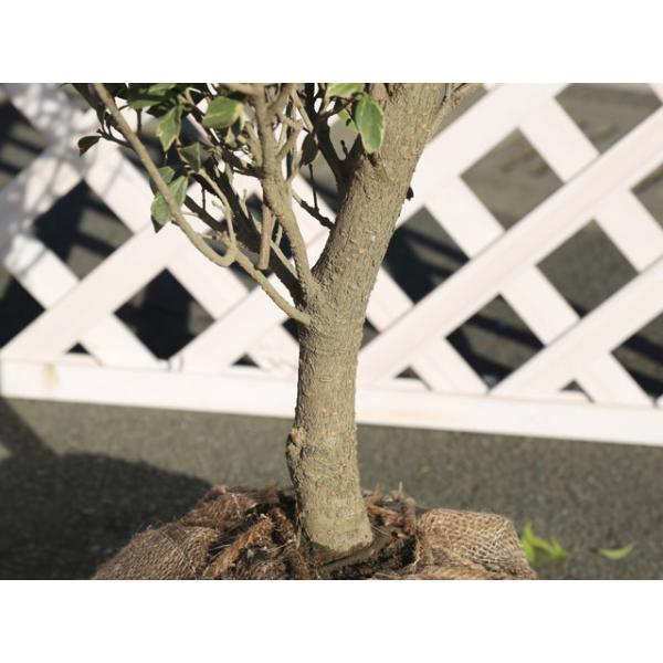 魅力的な 斑入りヒイラギ 1 2m露地 1本 1年間枯れ保証 生垣樹木 残りわずか Zoetalentsolutions Com