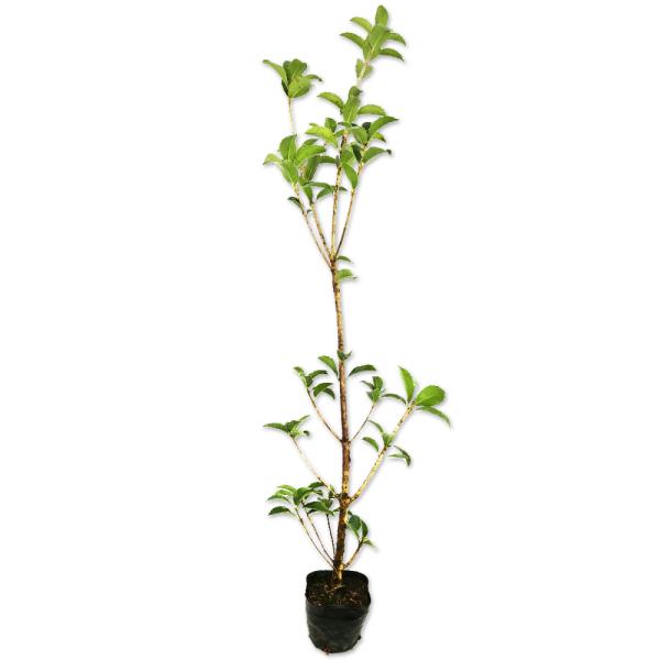 �q�C���M���N�Z�C 0.5m 10.5cm�|�b�g �c ���i�摜