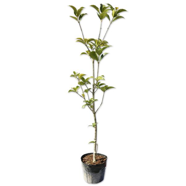 �q�C���M���N�Z�C 0.8m 15cm�|�b�g �c ���i�摜