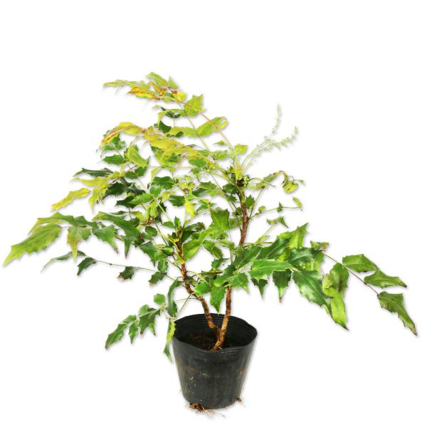 【ヒイラギ南天】 読み：ひいらぎなんてん 学名：Mahonia japonica メギ科メギ属 常緑低木  【商品情報】 ヒイラギ南天は最大樹高は1〜2ｍの低木。放任しても樹形が整います。葉がヒイラギに似ていることからこの名前が付きました。...