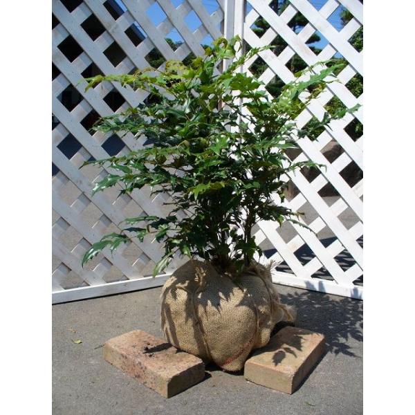 【ヒイラギ南天】 読み：ひいらぎなんてん 学名：Mahonia japonica メギ科メギ属 常緑低木  【商品情報】 ヒイラギ南天は最大樹高は1〜2ｍの低木。放任しても樹形が整います。葉がヒイラギに似ていることからこの名前が付きました。...