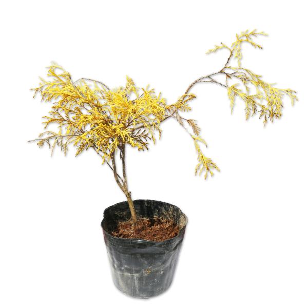 【フィリフェラオーレア】 読み：ふぃりふぇらおーれあ 学名：Chamaeciyparis pisfera 'Filifera Aurea' ヒノキ科ヒノキ属 常緑高木  【商品情報】 フィリフェラオーレアは糸状の垂れ下がる黄金色の葉が特徴で...