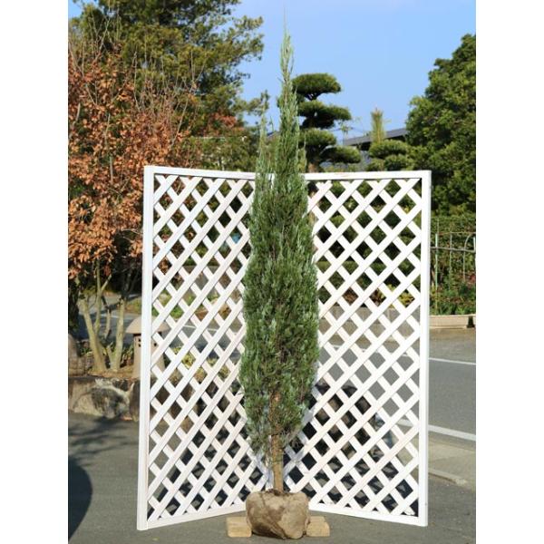 ブルーエンジェル 2 5m露地 1本 1年間枯れ保証 コニファー トオヤマグリーン 通販 Yahoo ショッピング