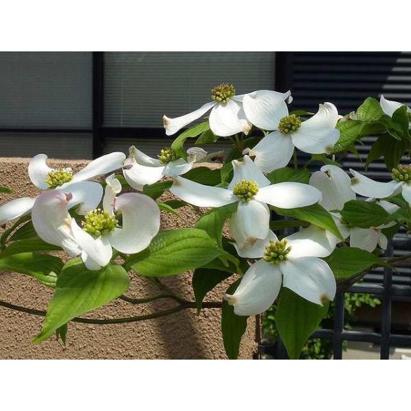 ランキングや新製品 ハナミズキ 実生 0 5m10 5cmポット 12本セット 送料無料 保付 植木 庭木 Hlt No