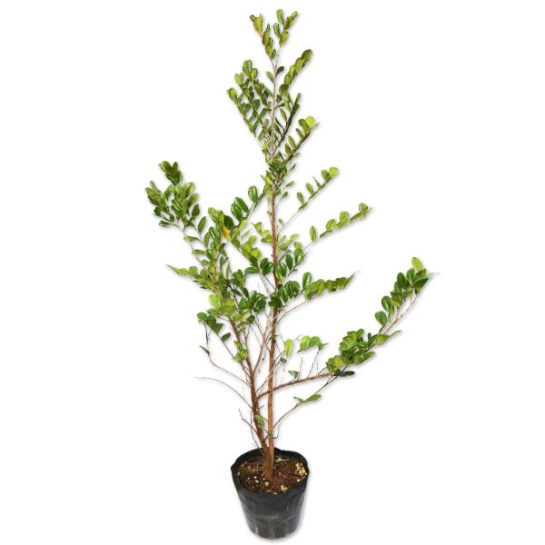 【ハマヒサカキ】 読み：はまひさかき 学名：Eurya emarginata モッコク科ヒサカキ属 常緑低木  【商品情報】 ハマヒサカキは海岸性の樹木です。乾燥や潮風にも強く痩せた土地でも成長します。葉は厚い光沢がある深緑色です。2〜3月...