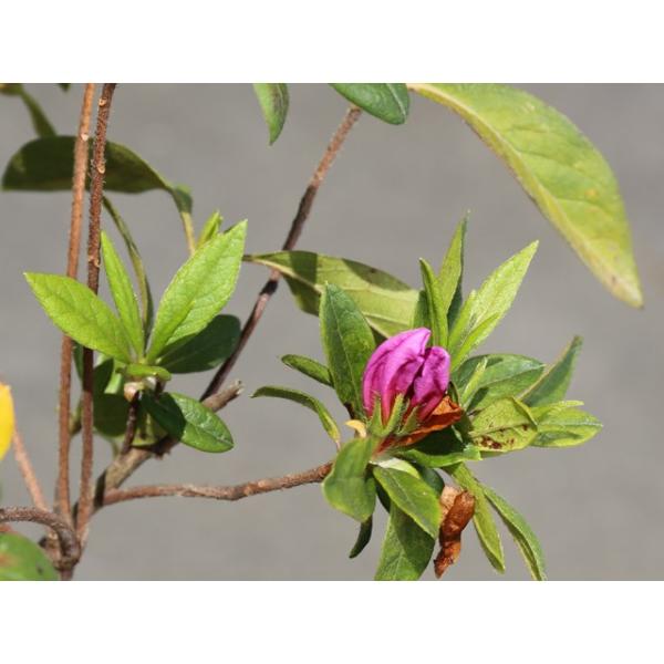 新しいスタイル 0.3m12cmポット レンゲツツジ 10本セット 低木 1年間枯れ保証 送料無料 植木、庭木 ヒラドツツジ 0.3m15cmポット 1本 当日出荷 1年間枯れ保証 低木