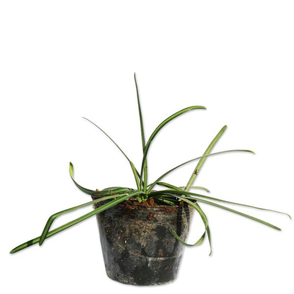 【ヒガンバナ】 読み：ひがんばな 学名：Lycoris radiata ヒガンバナ科ヒガンバナ属 球根  【商品説明】 ヒガンバナは秋の彼岸のころに一斉に咲く鮮やかな紅色の花が美しい品種です。花後から春先までは光沢がある緑色の葉が見れます。...