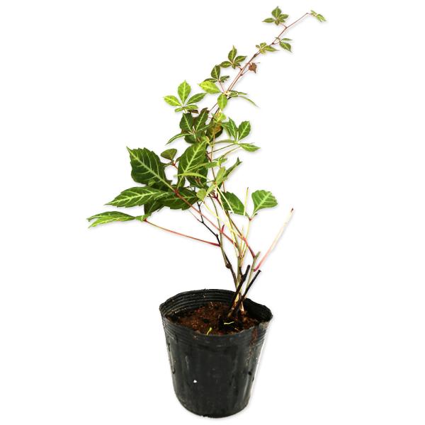 【ヘンリーヅタ】 読み：へんりーづた 学名：Parthenocissus henryana ブドウ科ツタ属 落葉つる性低木  【商品情報】 ヘンリーヅタは落葉つる性低木です。とても登はん力が強く無加工の塀でも気根を伸ばし吸着します。葉は楕円...