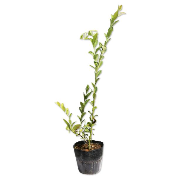 ブルーベリー ホームベル 0 6m15cmポット 1本 1年間枯れ保証 葉や形を楽しむ木 Buyee 日本代购平台 产品购物网站大全 Buyee一站式代购 Bot Online