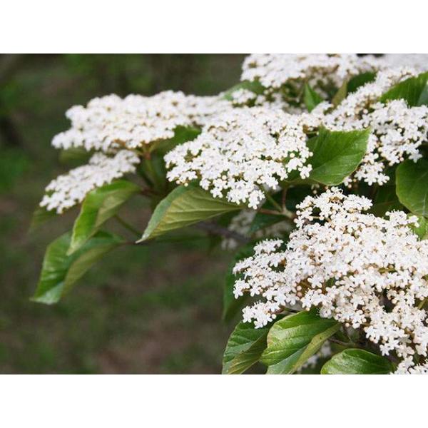 贅沢屋の ハクサンボク 1 7m露地 2本セット 送料無料 1年間枯れ保証 植木 庭木 Labelians Fr