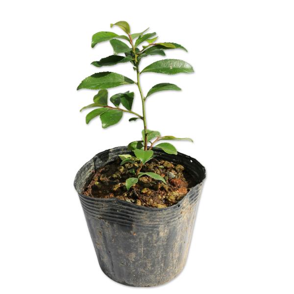 【ヒサカキ】 読み：ひさかき 学名：Eurya japonica Thunb. var. microphylla Makino モッコク科ヒサカキ属 常緑高木  【商品情報】 ヒサカキの枝は昔から神事の際に用いる玉串として利用されてきました...