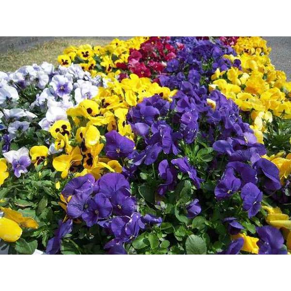 パンジー 9 0cmポット 1本 秋冬の花苗 6071 トオヤマグリーン 通販 Yahoo ショッピング