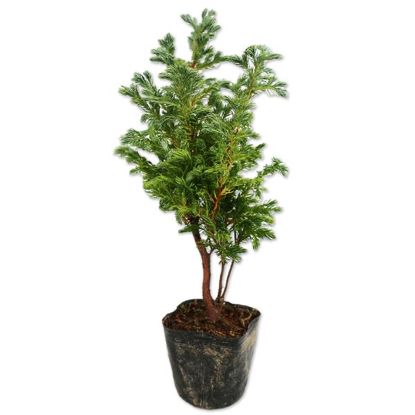 ボールバード 10 5cmポット 1本 1年間枯れ保証 コニファー トオヤマグリーン 通販 Yahoo ショッピング