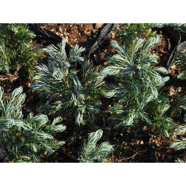 ボールバード 0 3m10 5cmポット 15本セット 送料無料 1年間枯れ保証 コニファー Mohmmadiyon Com