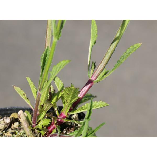 最安値挑戦 バーベナ ボナリエンシス 9 0cmポット 14本セット 1年間枯れ保証 下草 第1位獲得 Www Muslimaidusa Org