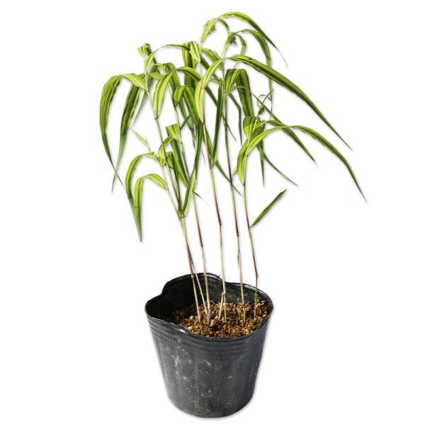【斑入りフウチソウ】（斑入り風知草） 読み：ふいりふうちそう 学名：Hakonechloa macra 'Aureola'  イネ科ウラハグサ属 多年草 別名：キンウラハグサ  【商品説明】 フウチソウは多年草です。日本原産の1属1種になり...
