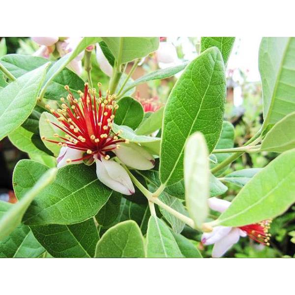 フェイジョア 2 0m露地 2本セット 送料無料 1年間枯れ保証 シンボルツリー常緑