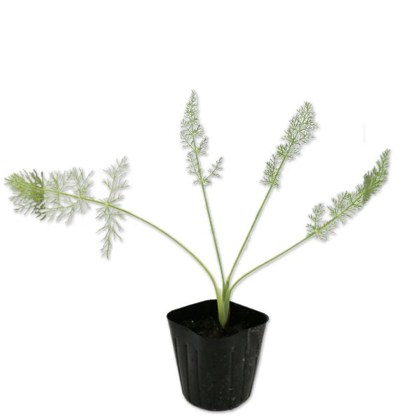 フェンネル 9 0cmポット 1本 1年間枯れ保証 ハーブ トオヤマグリーン 通販 Yahoo ショッピング