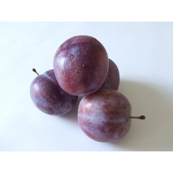 1 5m露地 2本セット プラム 1 5m露地 サンタローザ 1年間枯れ保証 苗木 植木 送料無料 葉や形を楽しむ木 送料無料 トオヤマグリーン