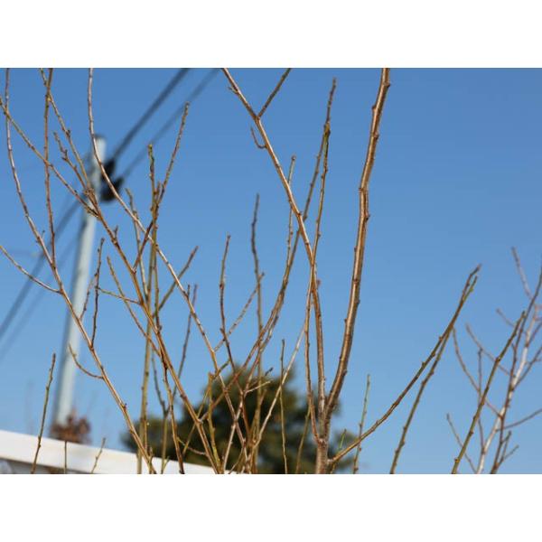 1 5m露地 2本セット プラム 1 5m露地 サンタローザ 1年間枯れ保証 苗木 植木 送料無料 葉や形を楽しむ木 送料無料 トオヤマグリーン