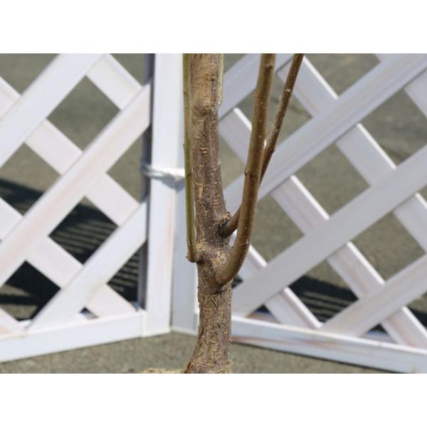 1 5m露地 2本セット プラム 1 5m露地 サンタローザ 1年間枯れ保証 苗木 植木 送料無料 葉や形を楽しむ木 送料無料 トオヤマグリーン