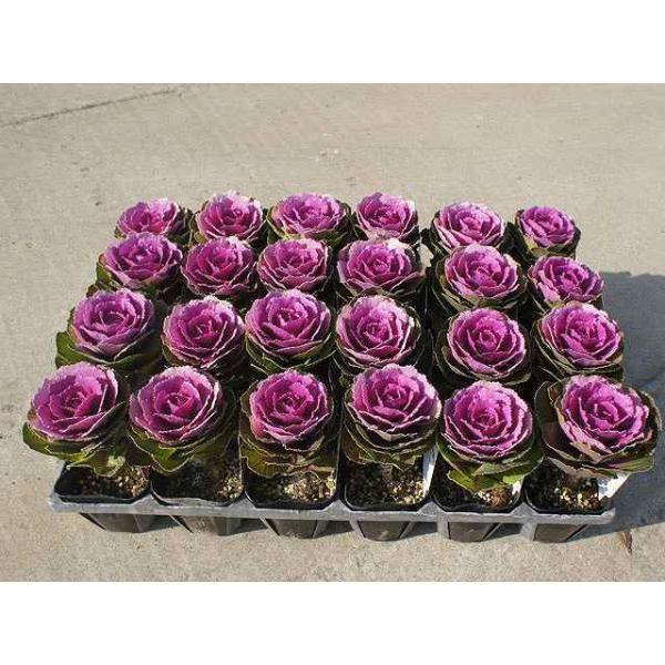 ハボタン プラチナケール 9 0cmポット 1本 秋冬の花苗 トオヤマグリーン 通販 Yahoo ショッピング