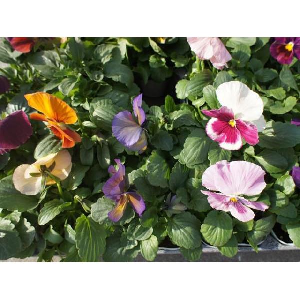 パンジー 変わり咲き 9 0cmポット 35本セット 送料無料 秋冬の花苗 トオヤマグリーン 通販 Yahoo ショッピング