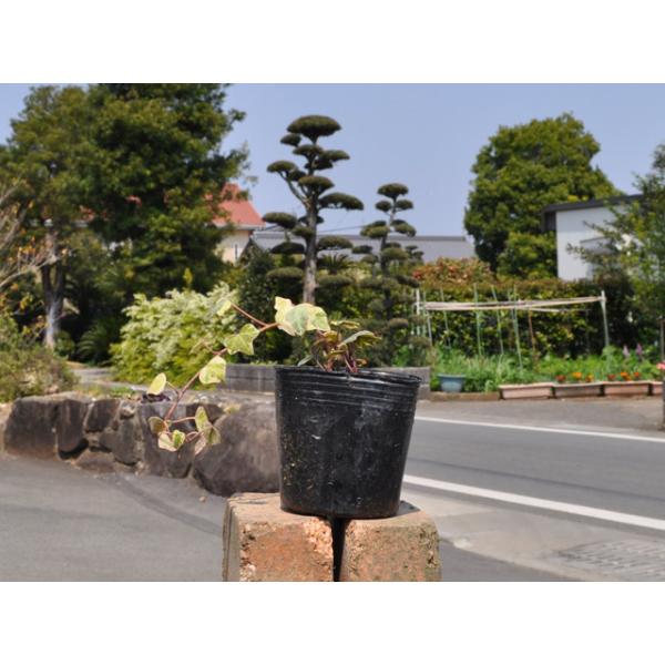 ヘデラ ミニマルロー 9 0cmポット 1本 1年間枯れ保証 つる性 トオヤマグリーン 通販 Yahoo ショッピング