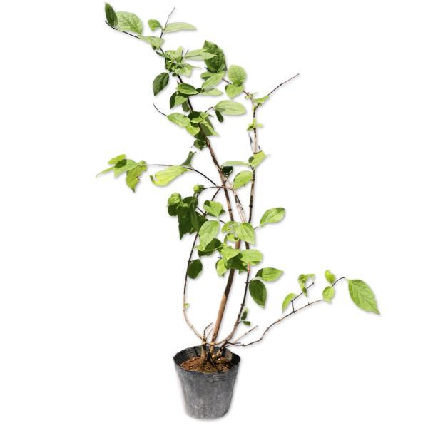 【バイカウツギ】(梅花空木) 読み：ばいかうつぎ 学名：Philadelphus satsumi アジサイ科バイカウツギ属  別名：サツマウツギ  【名前の由来】 花のかたちが梅に似ているウツギという意味です。  【商品情報】バイカウツギは...