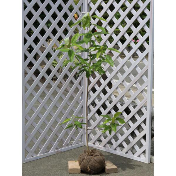 ヒメタイサンボク 1 2m 露地 苗 トオヤマグリーン 通販 Yahoo ショッピング