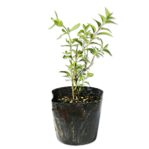 【ヒメウツギ赤花】 読み：ひめうつぎあかば 学名：Deutzia gracilis アジサイ科ウツギ属 落葉低木  【商品説明】 ウツギは5〜6月に枝先に白い花を多くつけます。サクラが咲き終わり新緑が映える頃になると咲きます。花は前年伸びた...